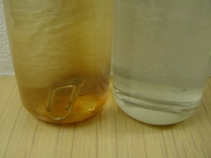 左　：　水道水　　　　右　：　水道水＋水素サプリメント